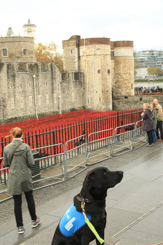 Tower of London Poppies