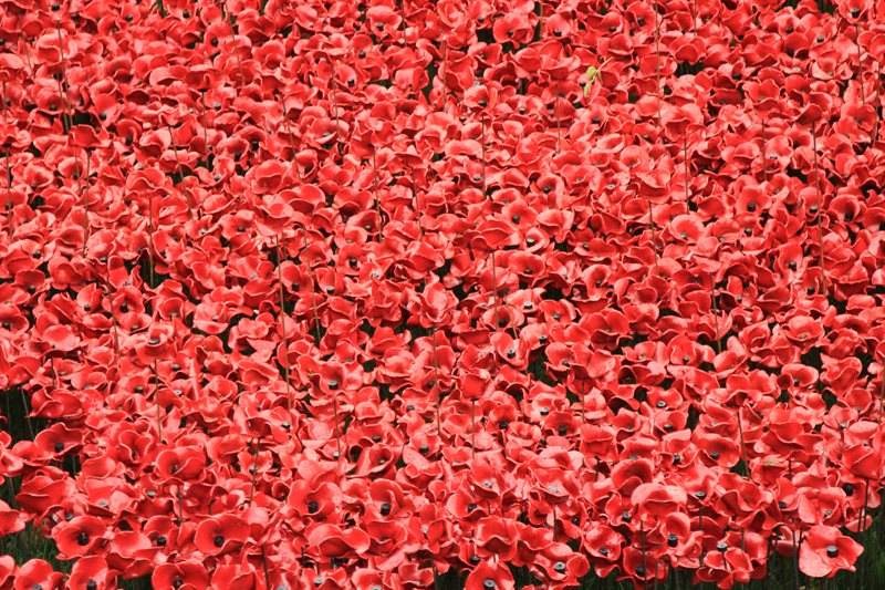 Tower of London Poppies