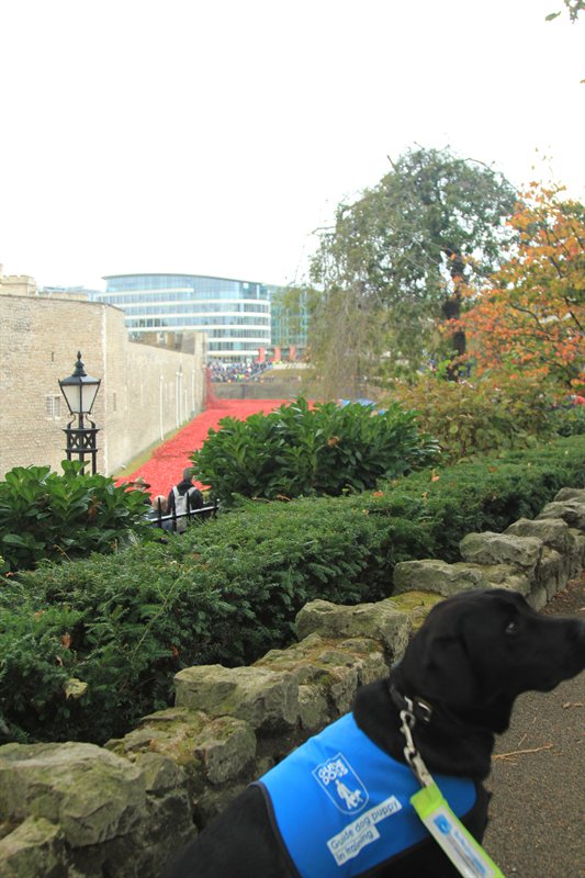 Tower of London Poppies