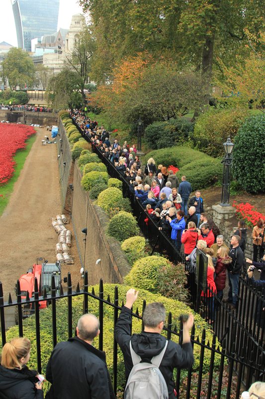 Tower of London Poppies