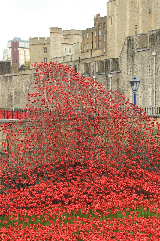 Tower of London Poppies