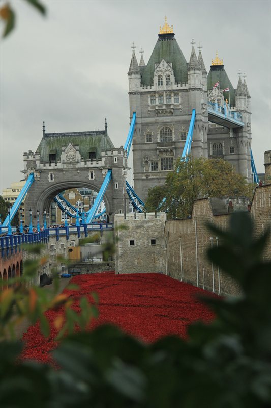 Tower of London Poppies