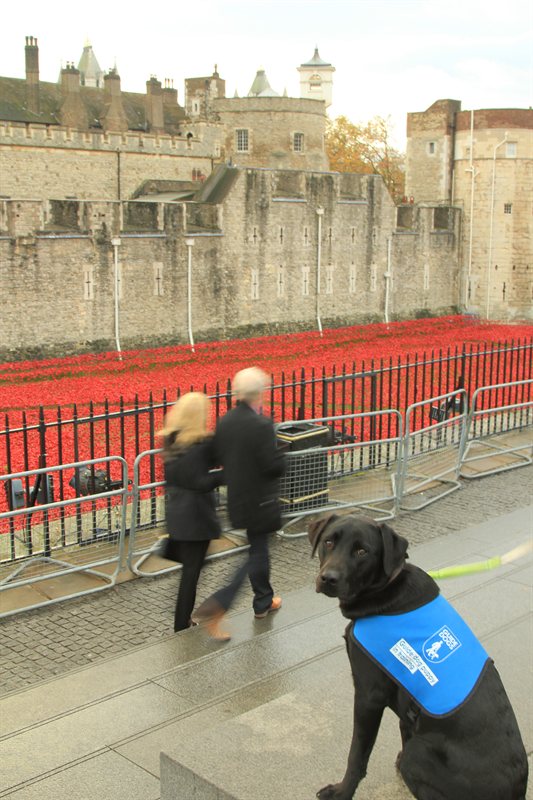 Tower of London Poppies