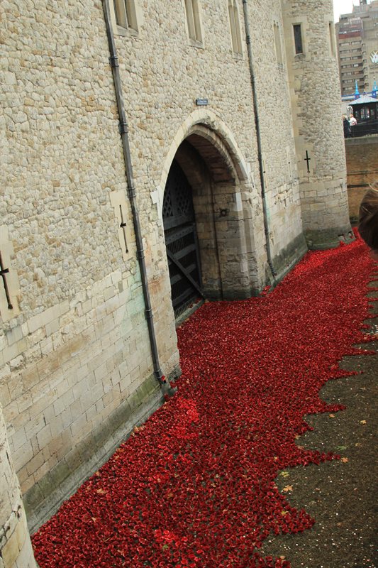Tower of London Poppies
