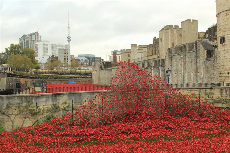 Tower of London Poppies
