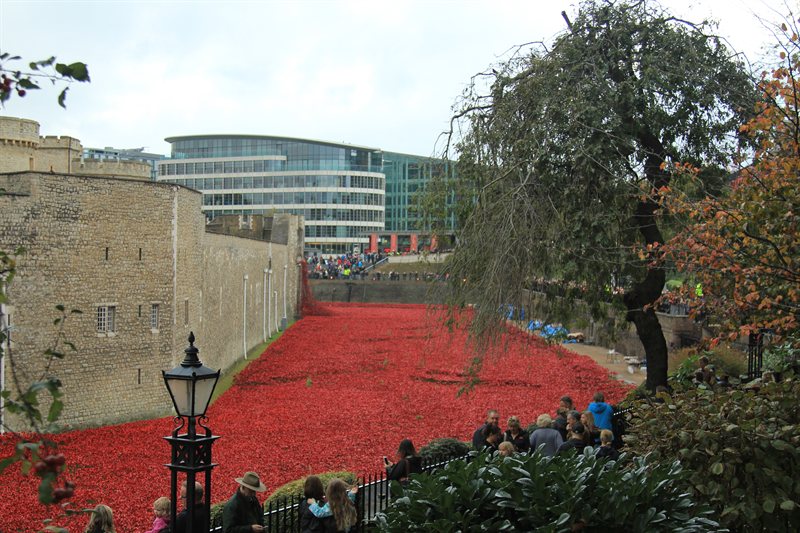 Tower of London Poppies