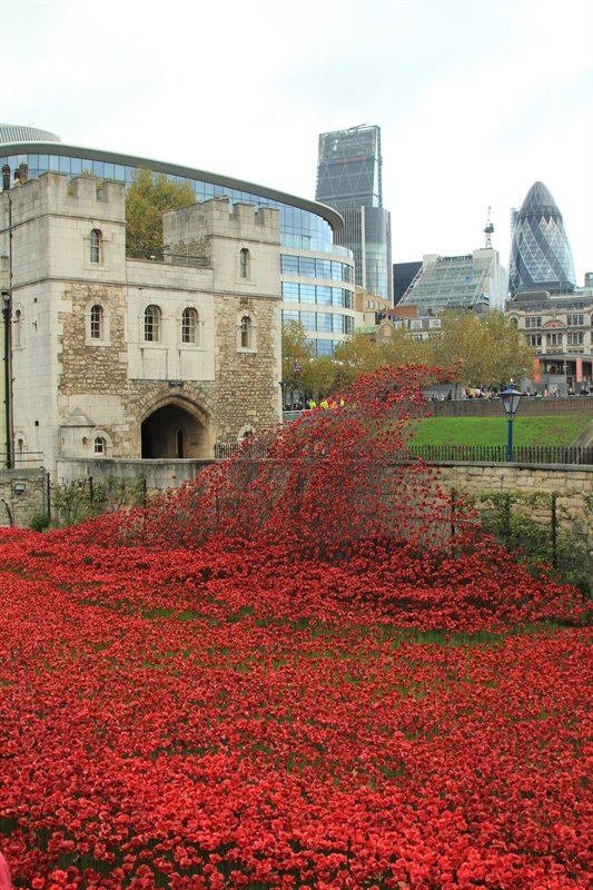 Tower of London Poppies