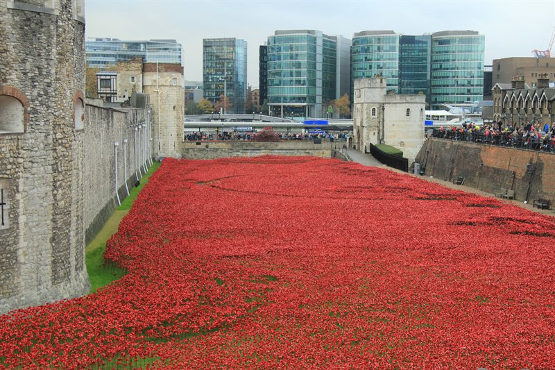 Tower of London Poppies