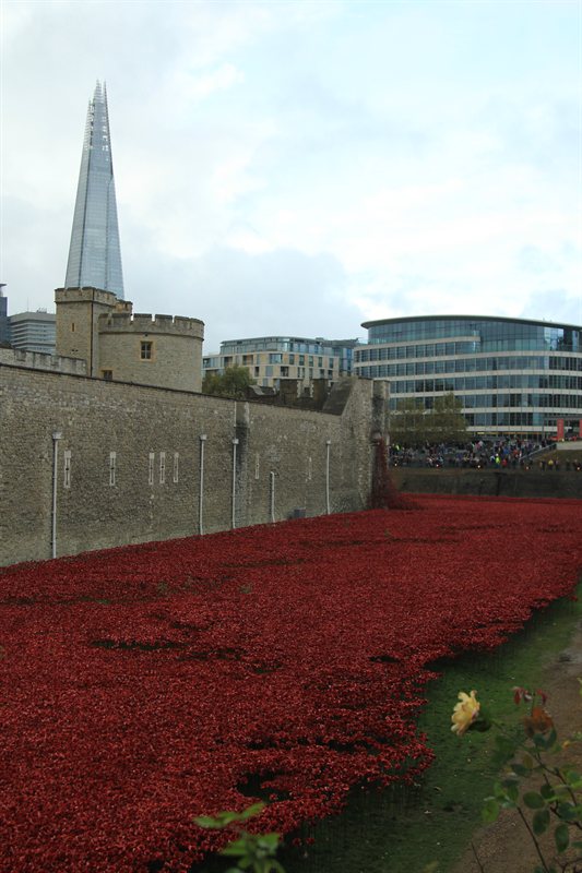 Tower of London Poppies