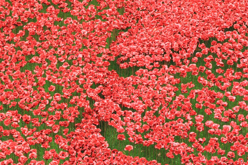 Tower of London Poppies