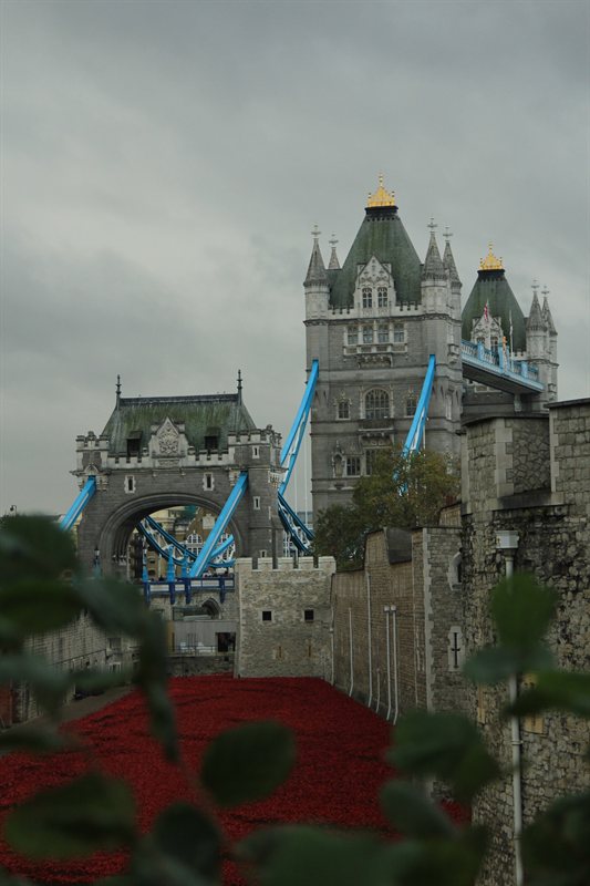 Tower of London Poppies