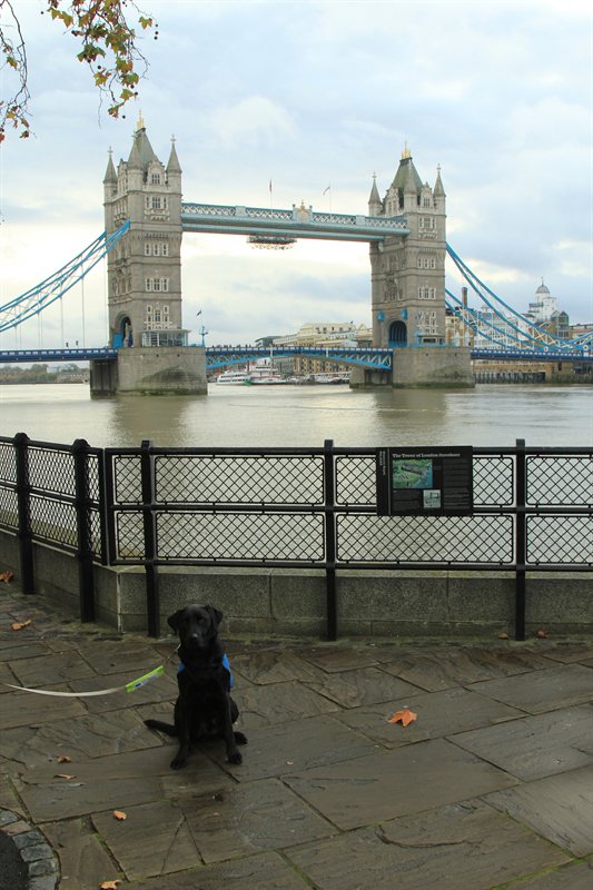 Tower of London Poppies