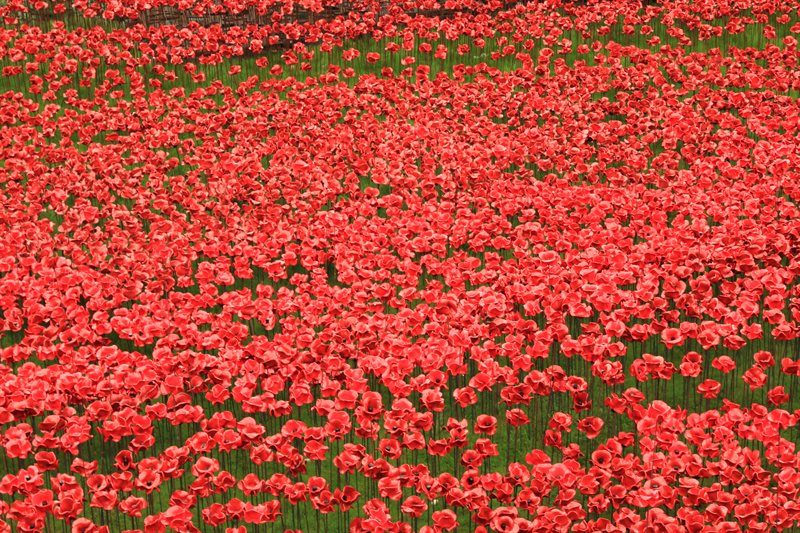 Tower of London Poppies