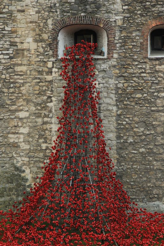 Tower of London Poppies