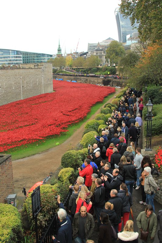 Tower of London Poppies