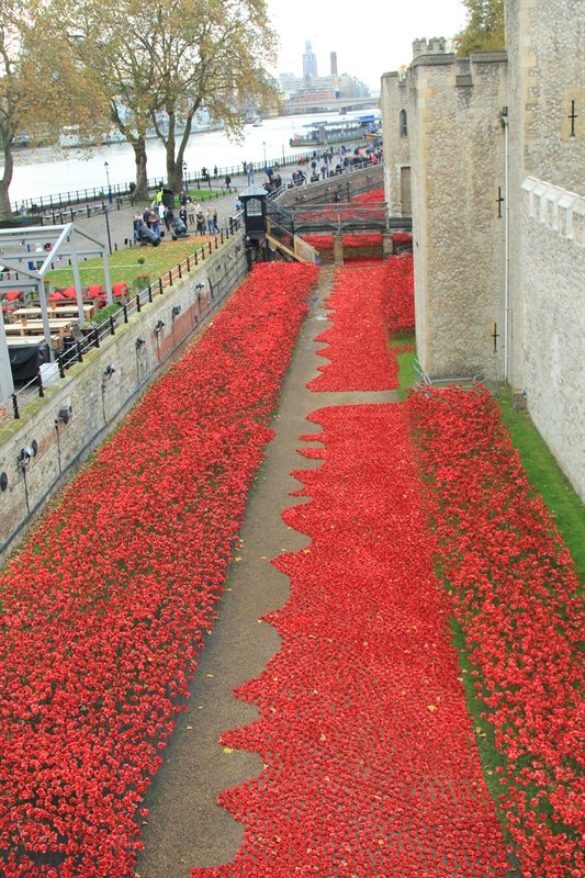 Tower of London Poppies