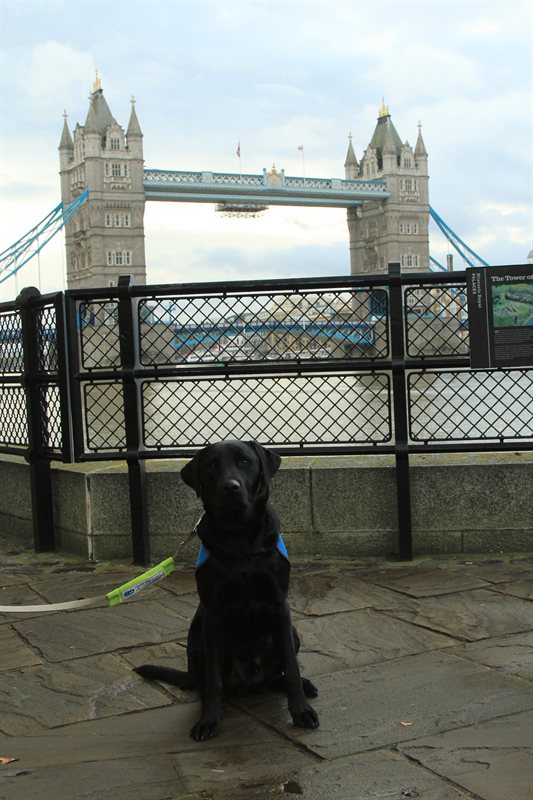 Tower of London Poppies
