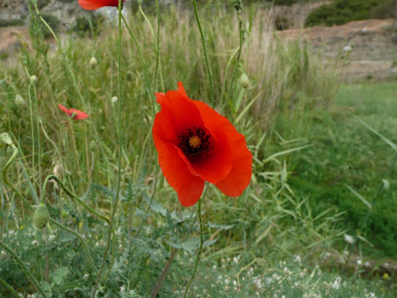 Poppy at Yermasoyia Dam