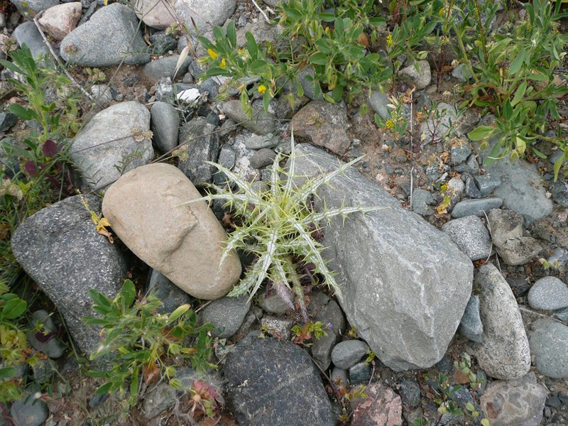 Prickly thing at Yermasoyia Dam