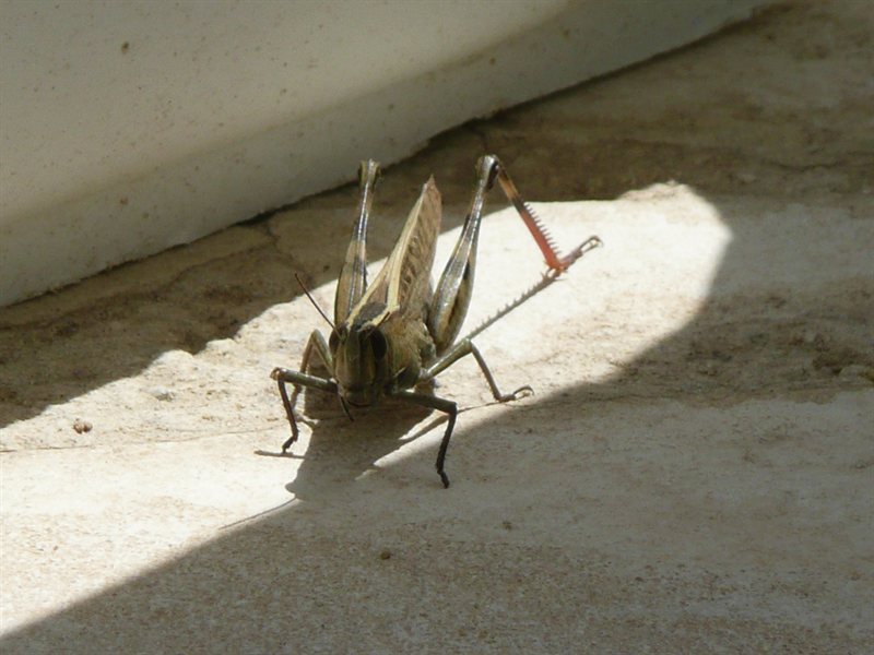 Grasshopper at the villa