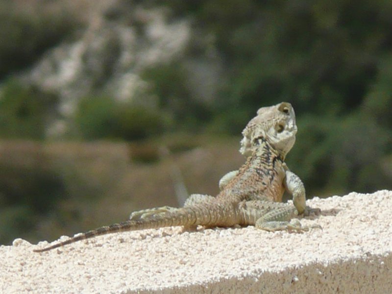 A local lizard