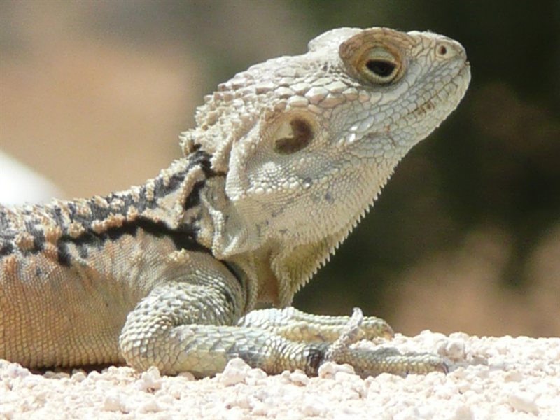 Close-up of the lizard