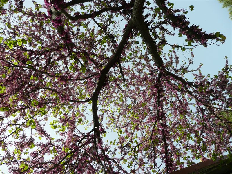 Blossom at Taverna in Vasa