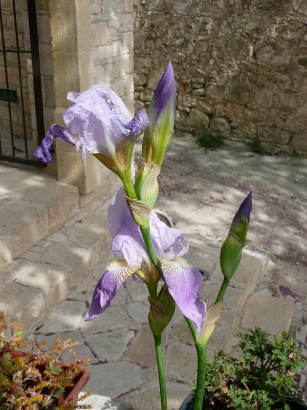 Iris at taverna in Vasa