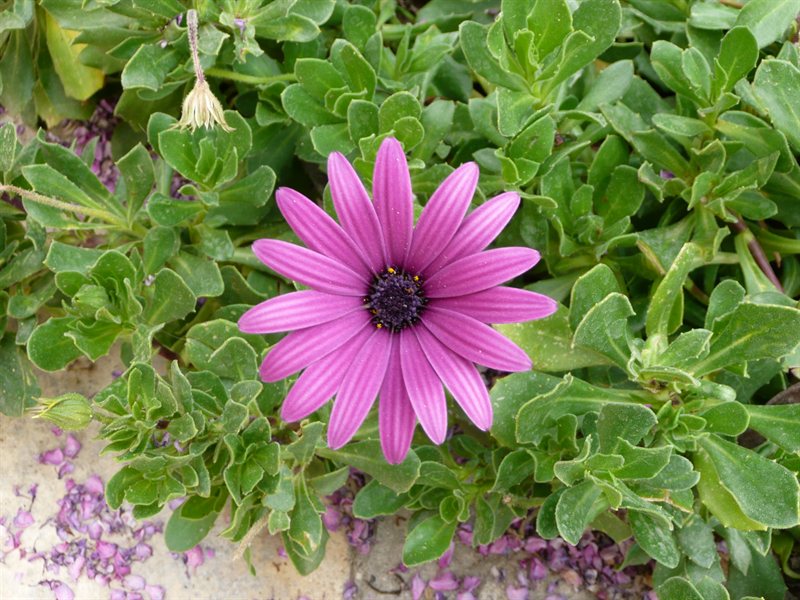 Fauna at taverna in Vasa