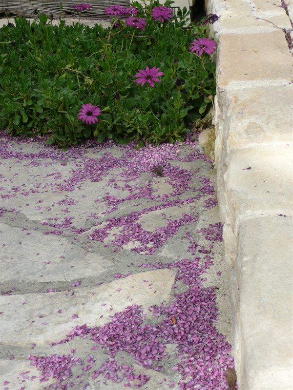 Fallen blossom at taverna in Vasa