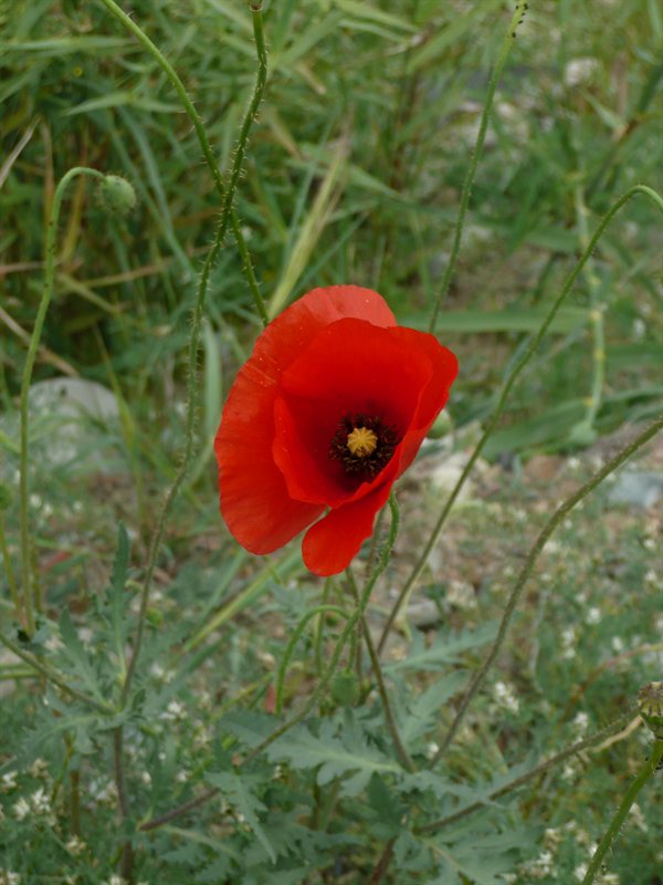 Poppy at Yermasoyia Dam