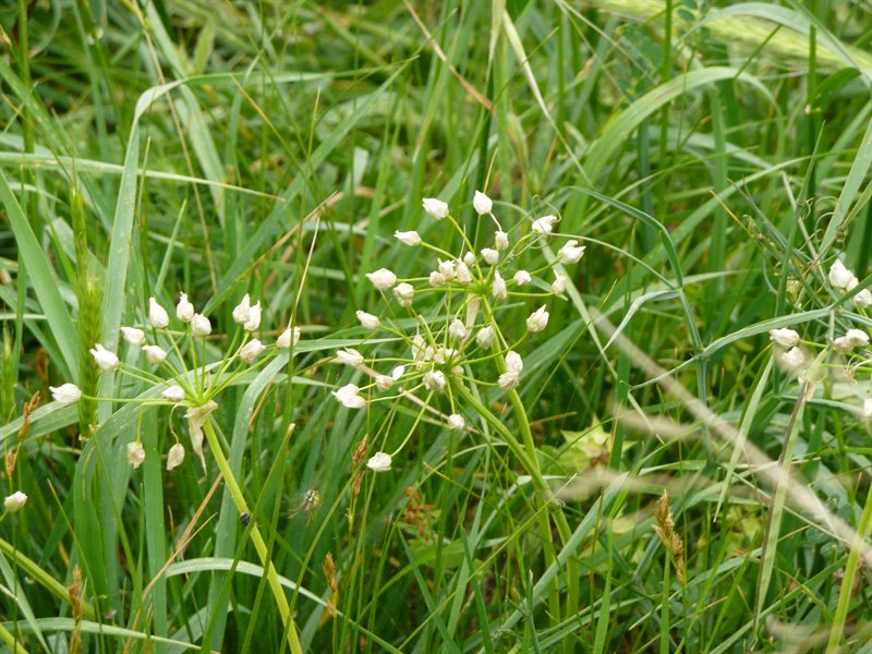Fauna at Yermasoyia Dam