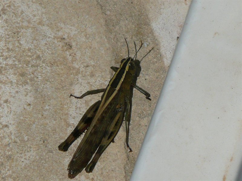 Grasshopper at the villa