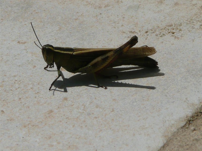 Grasshopper at the villa