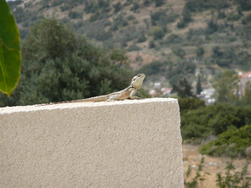 Lizard at the villa