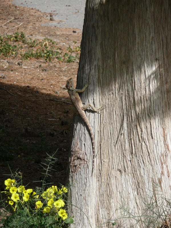 Lizard at Happy Valley