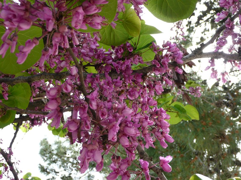 Blossom at taverna in Vasa
