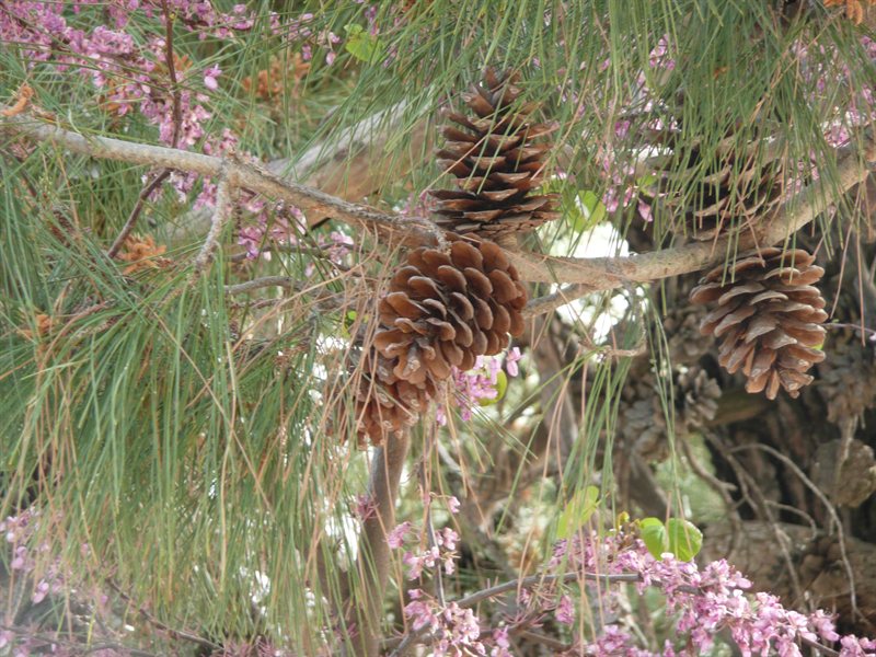 Fir cones at taverna in Vasa