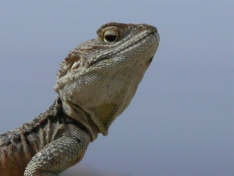 Posing lizard