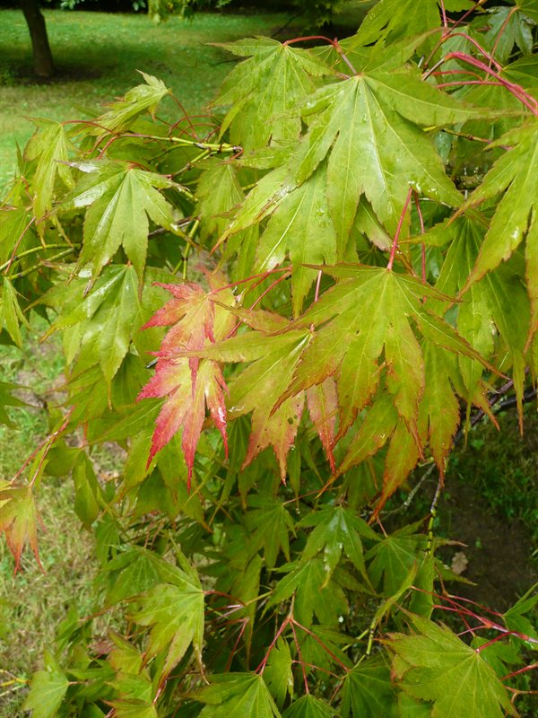 Westonbirt Arboretum