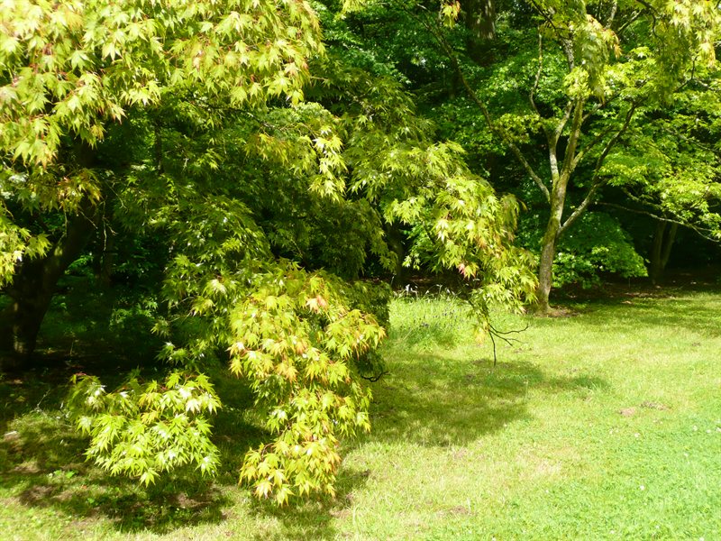 Westonbirt Arboretum