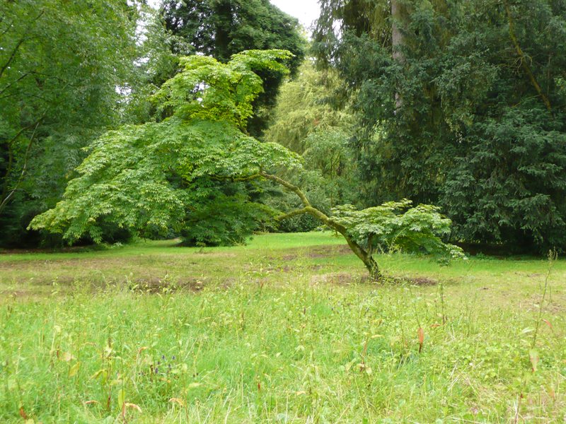 Westonbirt Arboretum