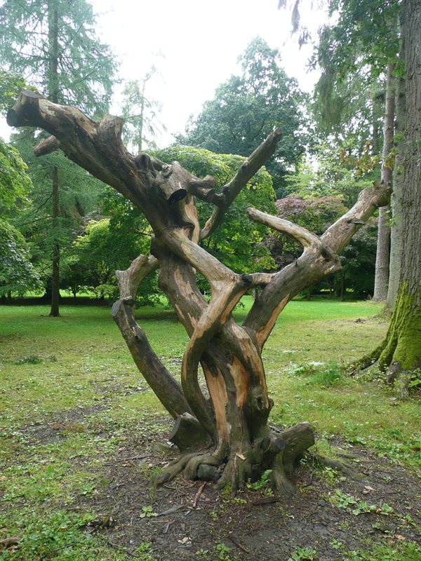 Westonbirt Arboretum