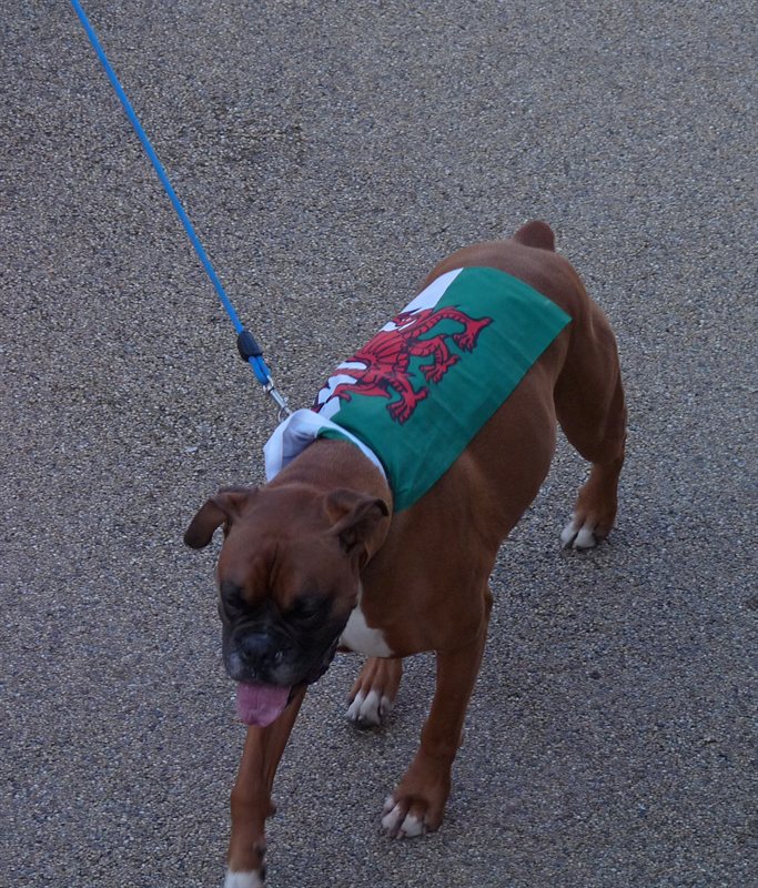 Even the dogs celebrate being Welsh