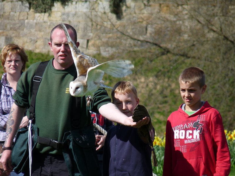 Whisper the Barn Owl