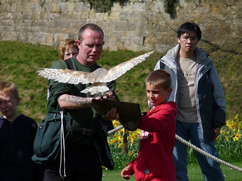 Whisper the Barn Owl