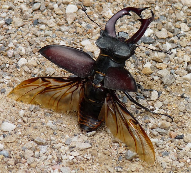 Stag beetle about to take flight!
