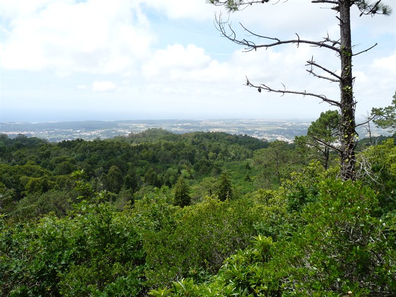 View from the Pena Palace gardens