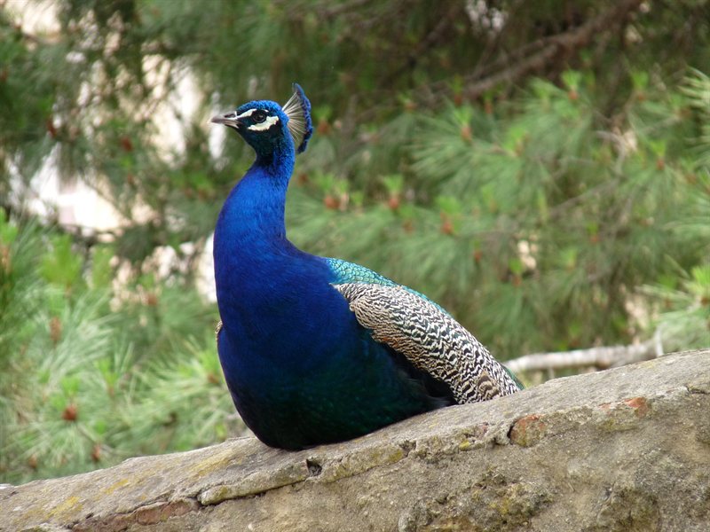 Peacock at Castelo de Sao Jorge