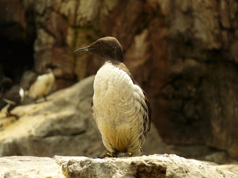 Penguin at the Oceanarium at Parque des Nacoes